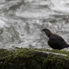 Wasseramsel - Mahlzeit 3