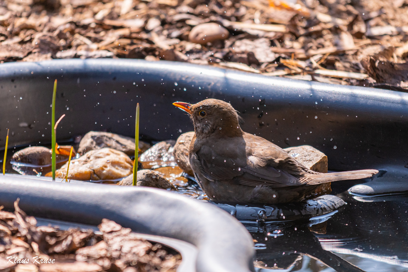 "Wasseramsel" mal anders...