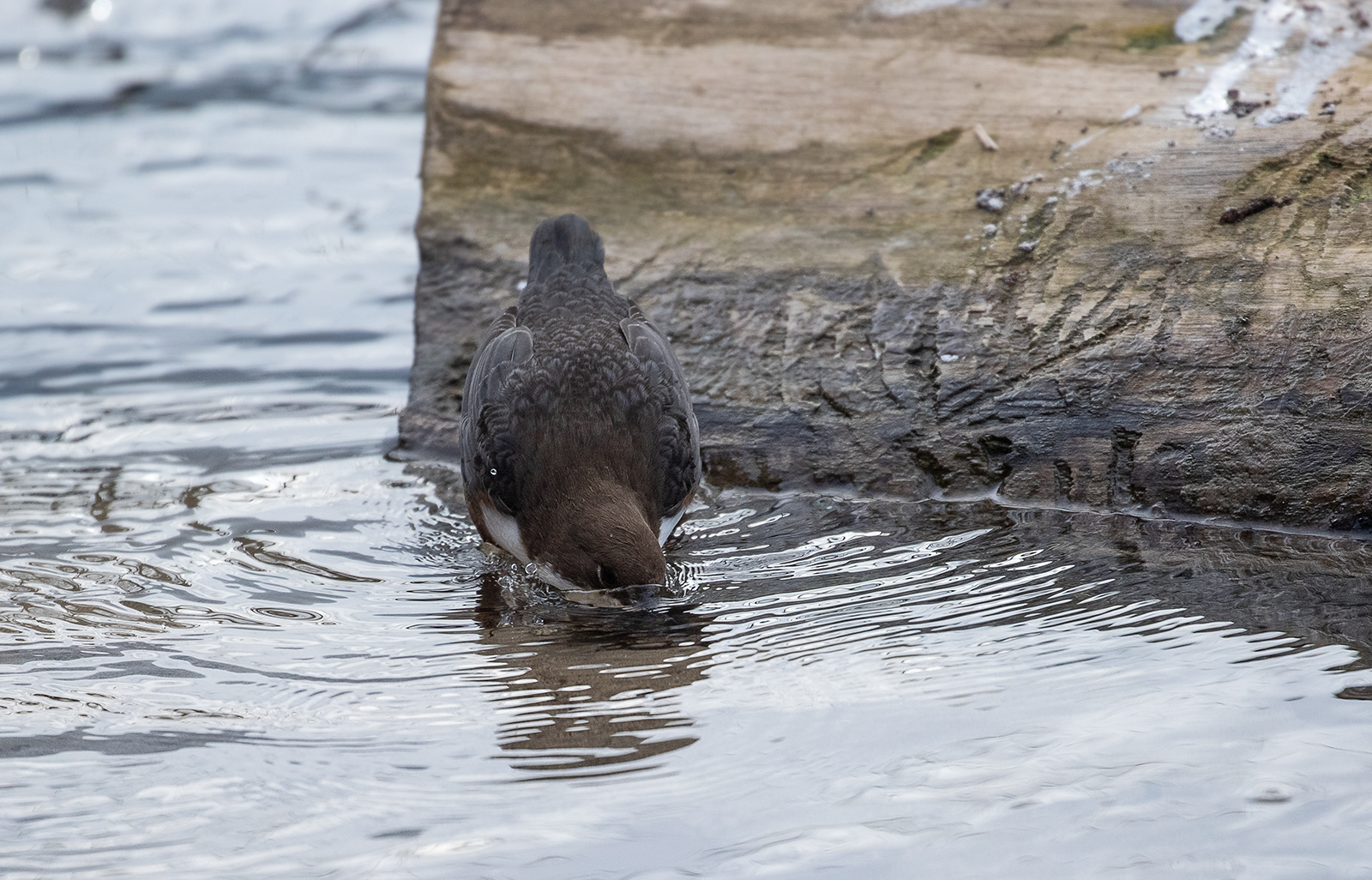 Wasseramsel mit Badeschnabel ...