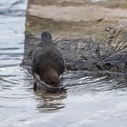 Wasseramsel mit Badeschnabel ...