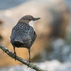 Wasseramsel mit Beute