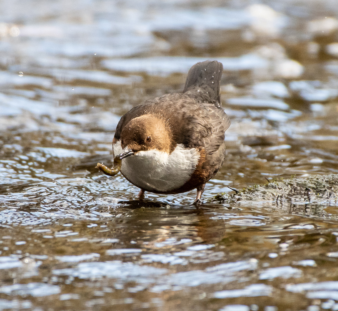 Wasseramsel mit Beute