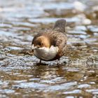 Wasseramsel mit Beute