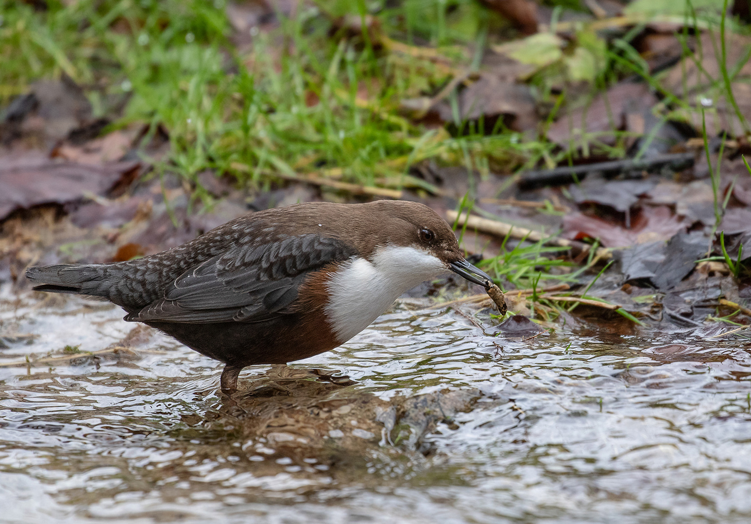 Wasseramsel mit Beute