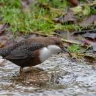 Wasseramsel mit Beute