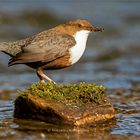 Wasseramsel mit Beute