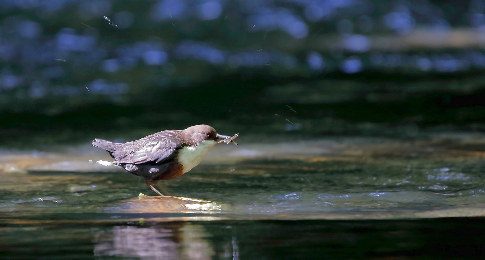 Wasseramsel mit Beute