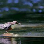 Wasseramsel mit Beute