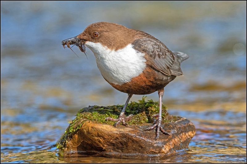 Wasseramsel mit Beute