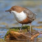 Wasseramsel mit Beute