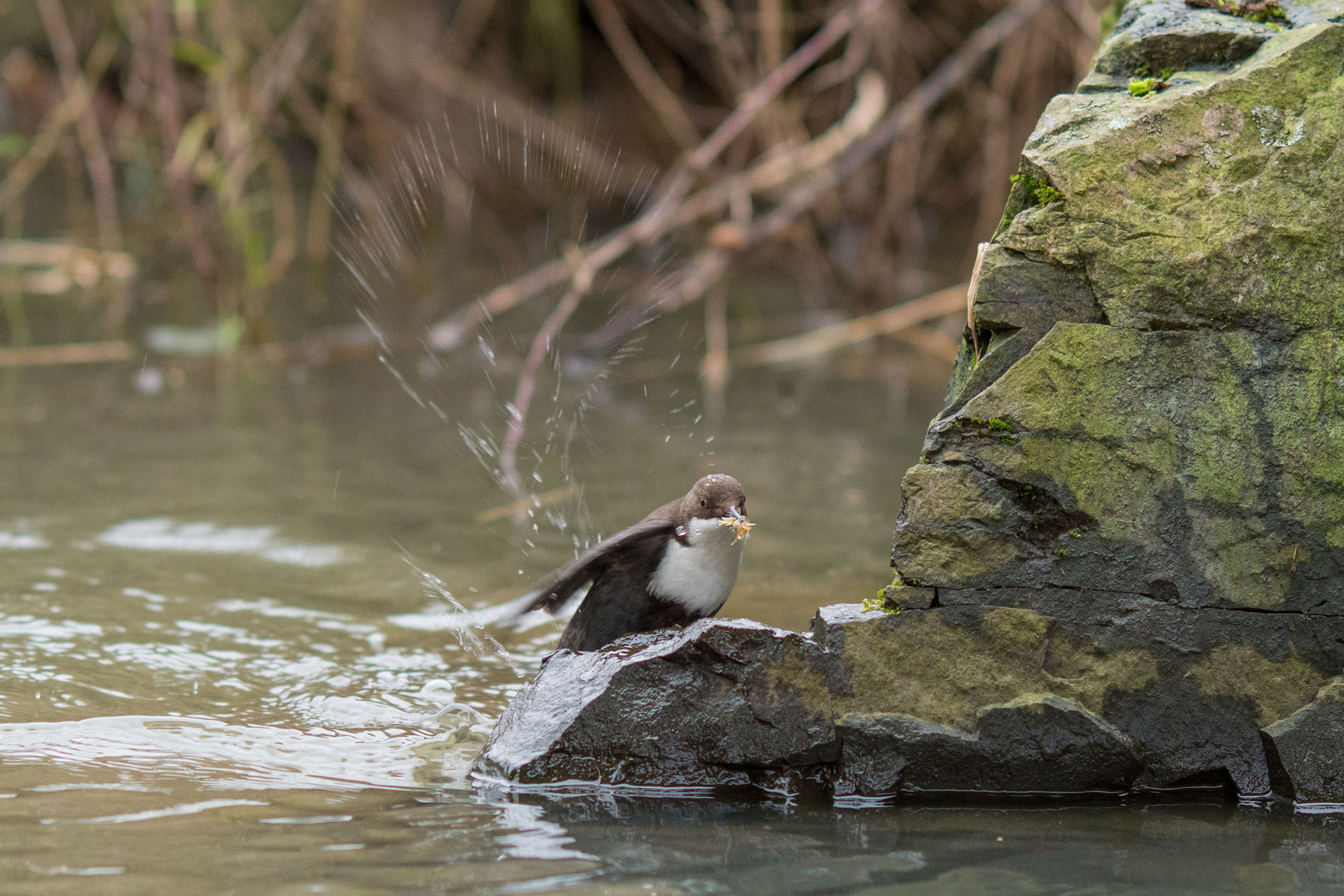 Wasseramsel mit Beute