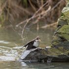 Wasseramsel mit Beute