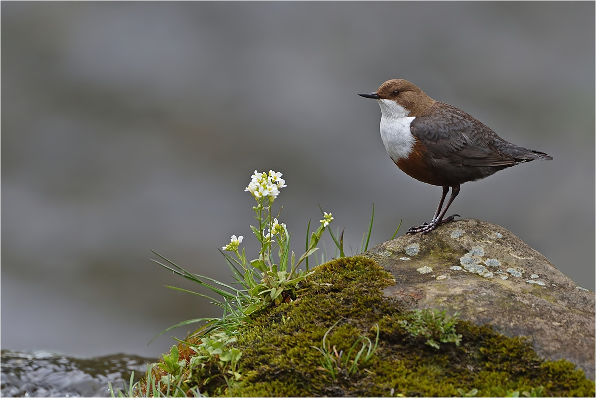 Wasseramsel mit Blümchen 