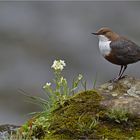 Wasseramsel mit Blümchen 