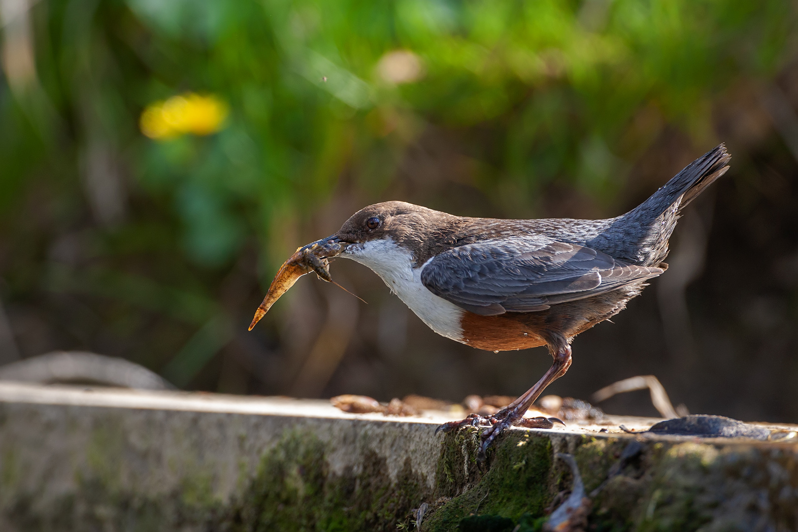 Wasseramsel mit der Beute.