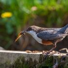 Wasseramsel mit der Beute.