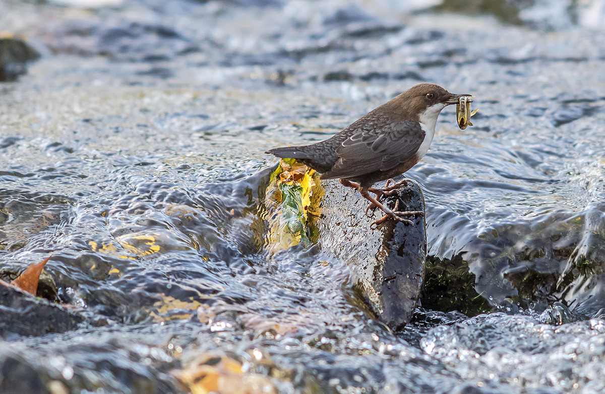 wasseramsel mit.....