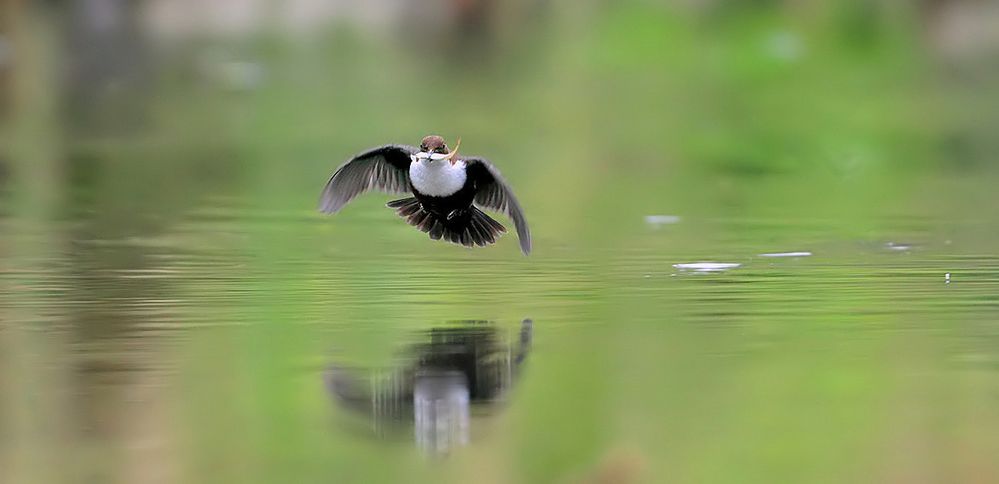 Wasseramsel mit fisch