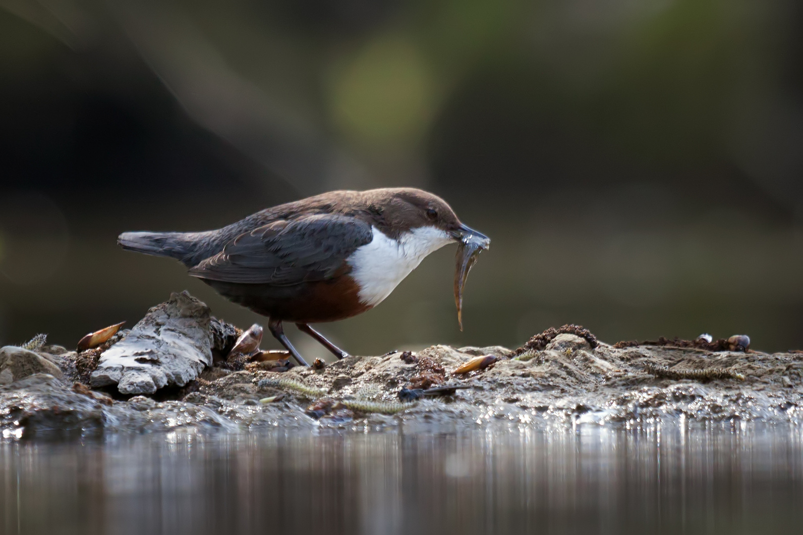 Wasseramsel mit Fischchen.