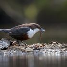 Wasseramsel mit Fischchen.