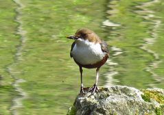 Wasseramsel mit Futter