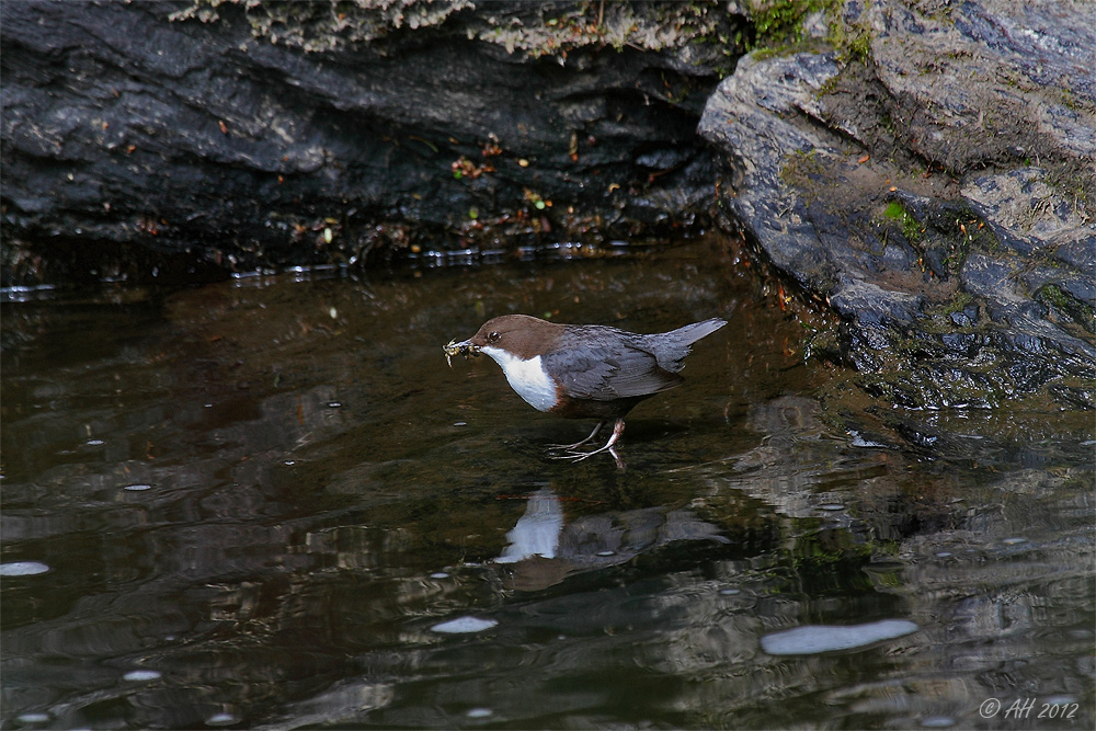 Wasseramsel mit Futter