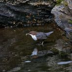 Wasseramsel mit Futter