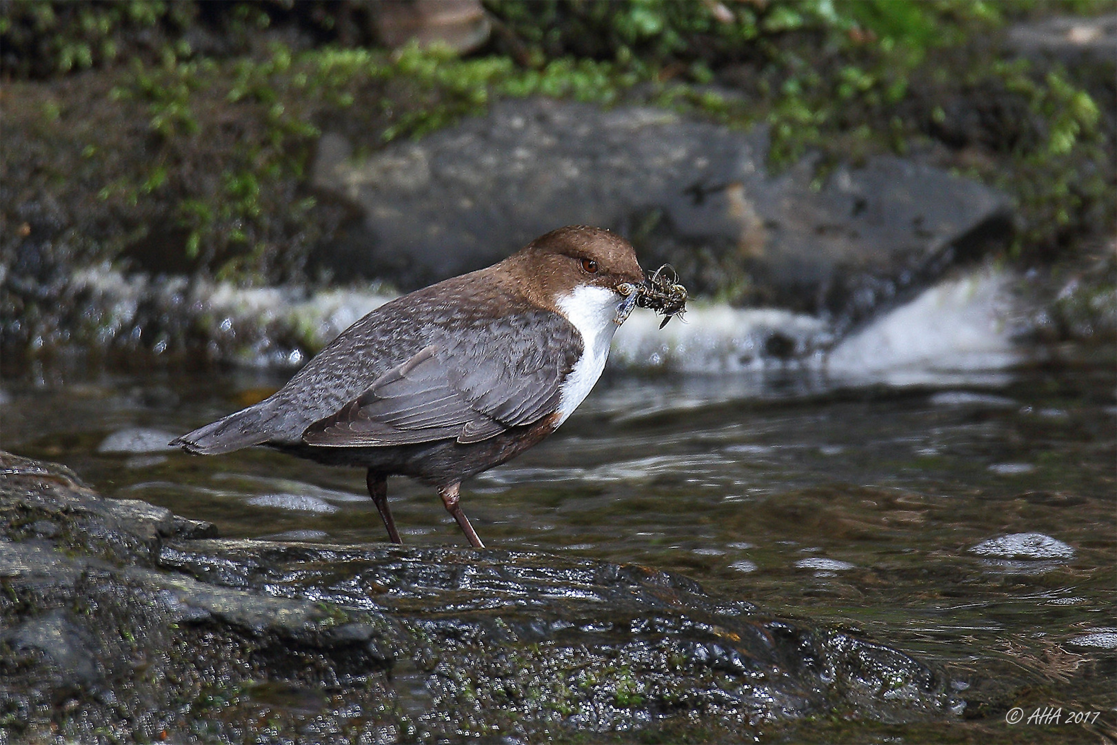 Wasseramsel mit Futter