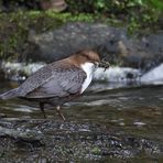 Wasseramsel mit Futter