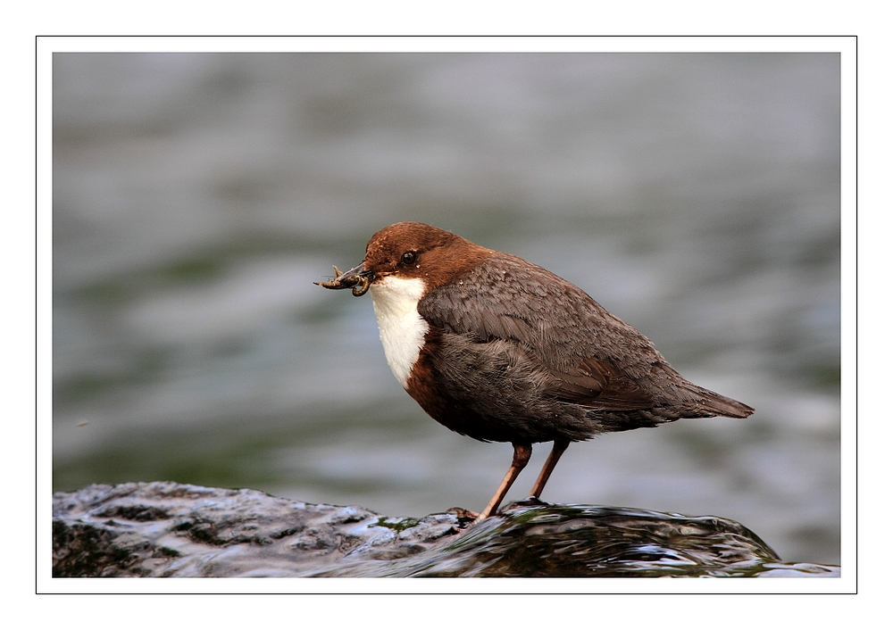 Wasseramsel mit Futter