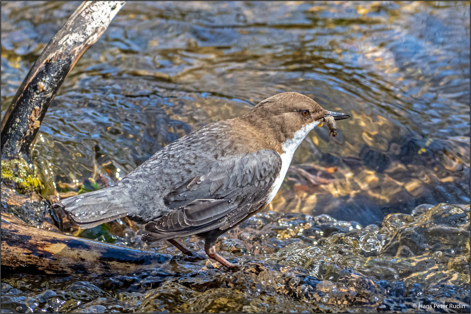 Wasseramsel mit Futter