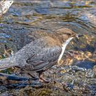 Wasseramsel mit Futter