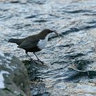 Wasseramsel mit Futter