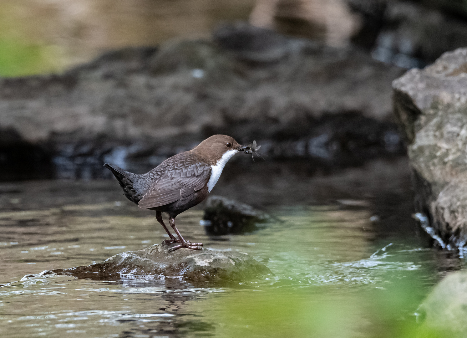 Wasseramsel mit Futter ...