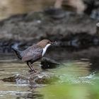 Wasseramsel mit Futter ...