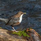 Wasseramsel mit Futter