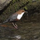 Wasseramsel mit Futter