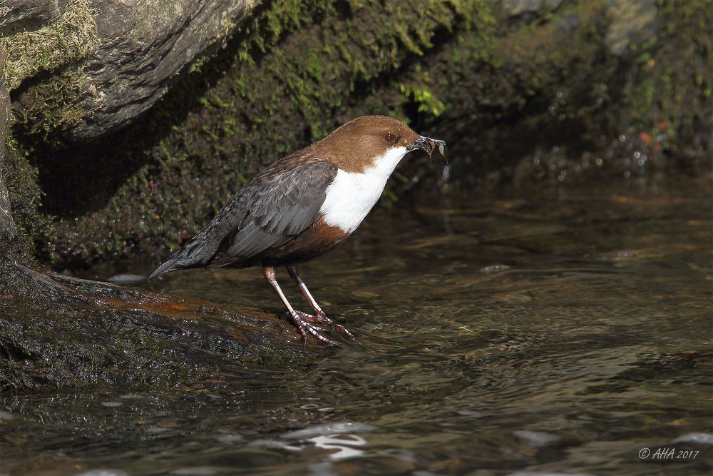 Wasseramsel mit Futter