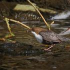 Wasseramsel mit Futter