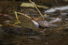 Wasseramsel mit Futter