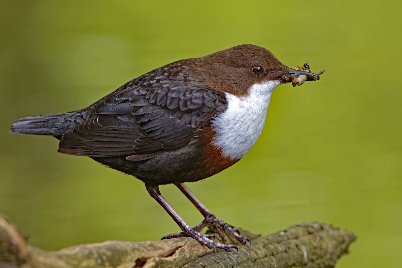 Wasseramsel mit Futter für die Jungen