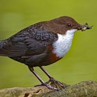 Wasseramsel mit Futter für die Jungen