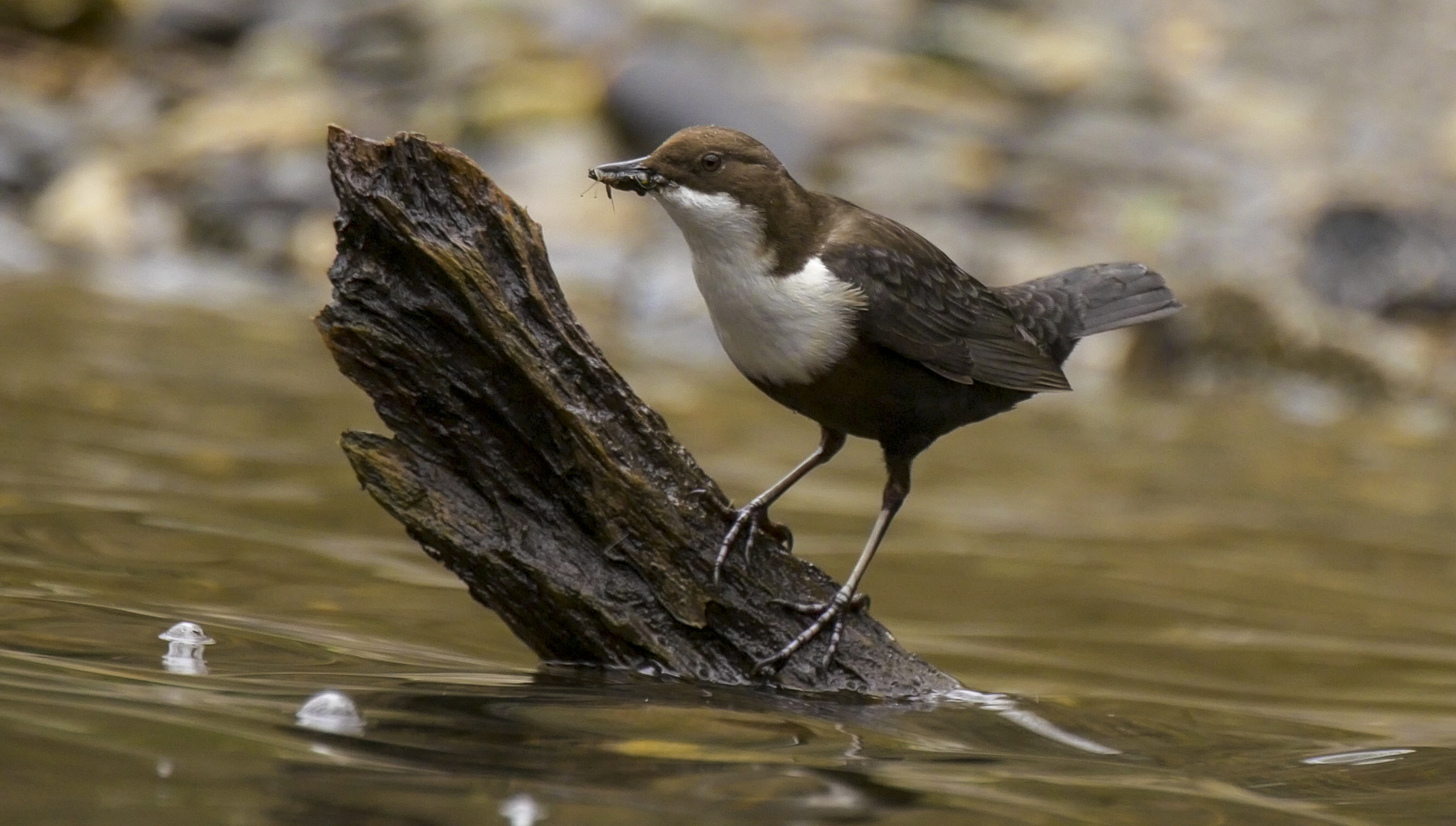 Wasseramsel mit Futter für die Kleinen an bzw. in der Kall im Hürtgenwald