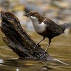 Wasseramsel mit Futter für die Kleinen an bzw. in der Kall im Hürtgenwald