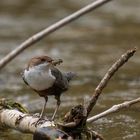 Wasseramsel mit großem Fang