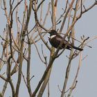 Wasseramsel mit Halblatz