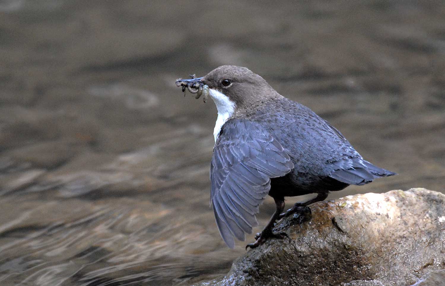 Wasseramsel mit Insekten