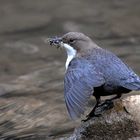 Wasseramsel mit Insekten