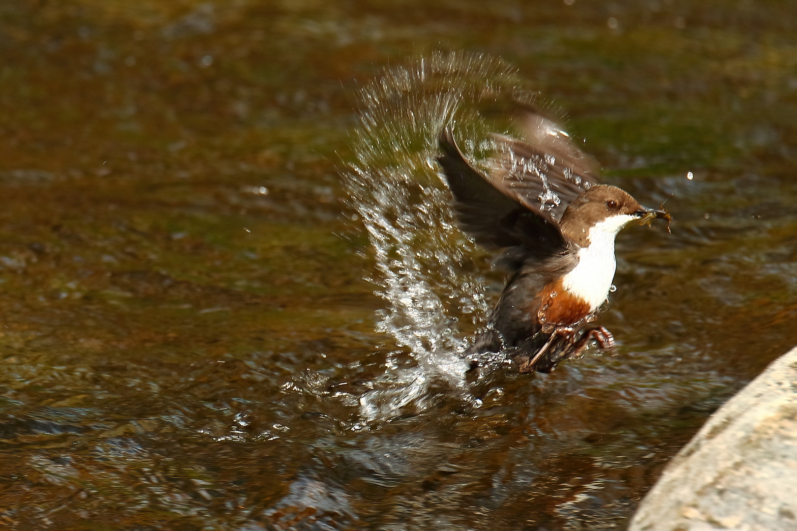 Wasseramsel mit Insektenlarve...