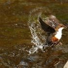 Wasseramsel mit Insektenlarve...